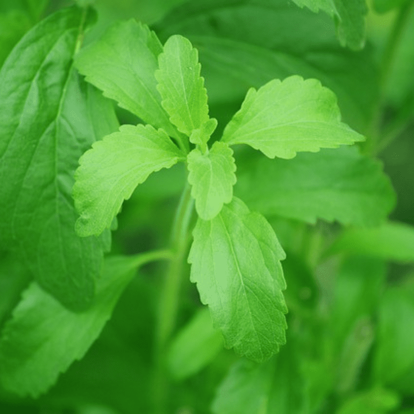 WHAT IS STEVIA PLANT ? FRESH N FABULOUS