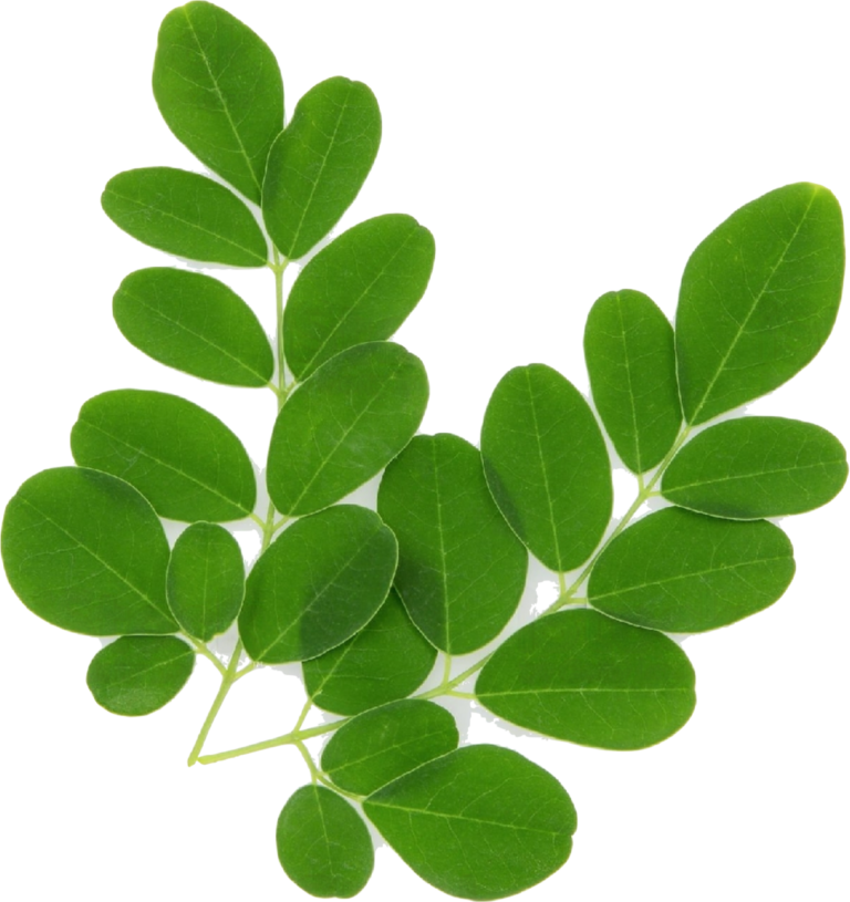 FRESH 'N' FABULOUS MORINGA LEAVE