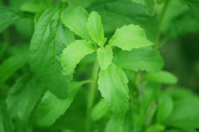 can i eat stevia leaves